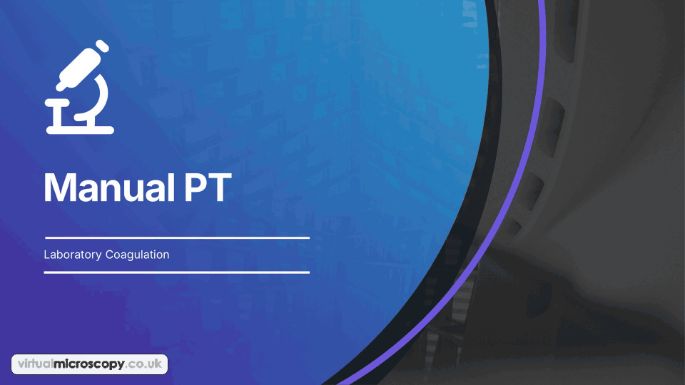 Manual PT - animated explainer. How a laboratory measures the prothrombin time by hand, with a water bath, a glass tube and a stopwatch.